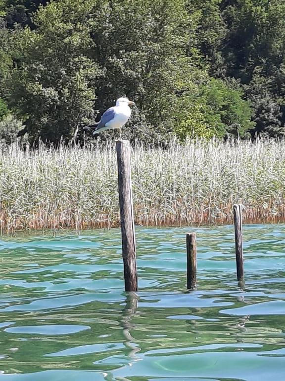 Le Lamartine, Vue Magnifique Face Au Lac Du Bourget Aix-les-Bains Zewnętrze zdjęcie